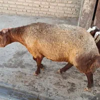 گوسفند دامازلخ