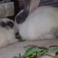 سری جدید بچه خرگوش