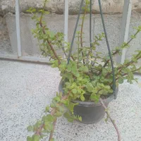 گل اپارتمانی