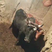 گاو محلی جوان