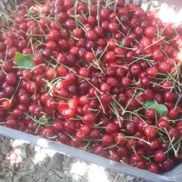 گیلاس