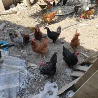 مرغ رسمی تخمگذار