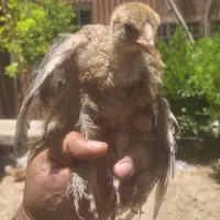جوجه سلطان و برهما
