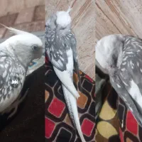 گم شده عروس هلندی