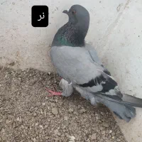 یک جفت کفتر چاهی