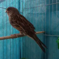 قناری ماده