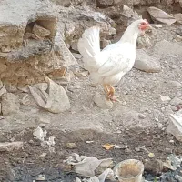 مرغ و خروس