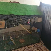 فروش قفس