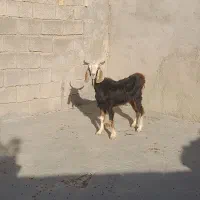 توشتیر