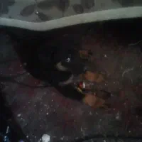 ۳تا سگ نژاد دارکوچولو