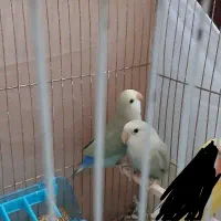یک جفت کوتوله بریزیلی