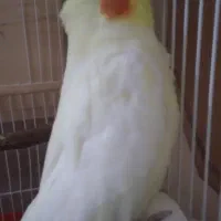 عروس هلندی لوتینو ماده دست آموز