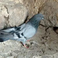 کبوتر پر روزگاری