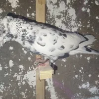 کبوتر ارزان رنگه
