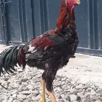 لاری تاج اره ای