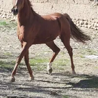 اسب مادیان