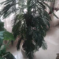 برگ انجیری با گلدان