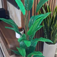 حراج درختچه پرنده بهشتی ایرانی در ابعاد مختلف