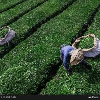پخش کلی و جزئی چای شمال