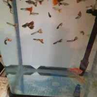 ماهی گوپی مولد و بچه