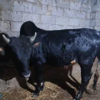 گاو نر کل محلی  خوب