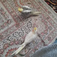 عروس هلندی