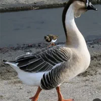 قو غاز اصل