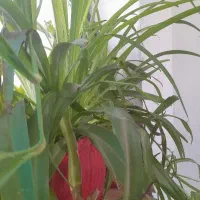 نقاشی