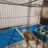 فروش یا معاوضه قناری