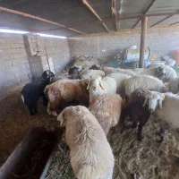 تعدادی بره نر  ۶۰کیلو