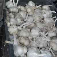 سیر
