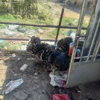 بوقلمون محلی