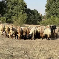 پونک  چهار دیوار صادقیه  جنت اباد  گوسفند خروس