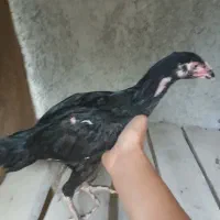 جوجه لاری