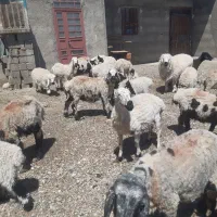 گوسفندزاییده ده عدد