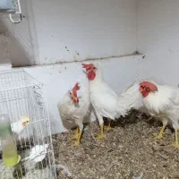 خروس