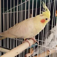 عروس هلندی گمشده