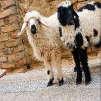 دوتا بره نر
