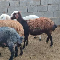 میش همو زایده وابستن دوقولوزا وتک