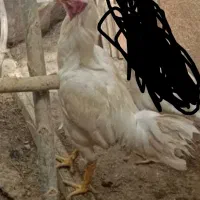 خروس لاری
