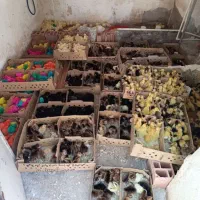 جوجه محلی