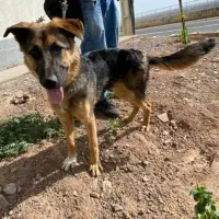 واگذاری سگ ژرمن خیلی باهوش