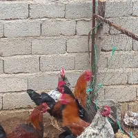 خوروس|حیوانات مزرعه|فیروزآباد (فارس), |دیوار