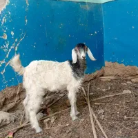 شنک ماده اصیل