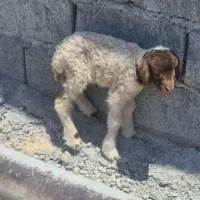بره تازه زا