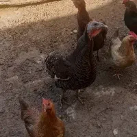 بوقلمون