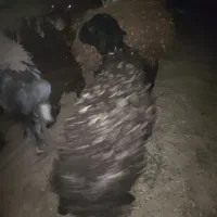 بره نر هم سبک  و هم سنگین
