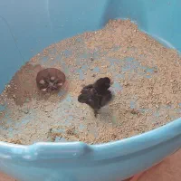 جوجه خروس نژاد گلین