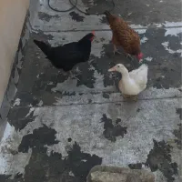 دو عدد مرغ تخم گذار