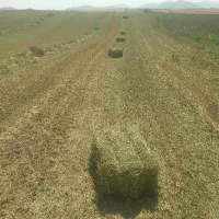یونجه چین دوم